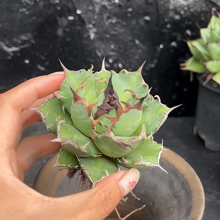 无花朵龙舌兰仁王冠姬仁