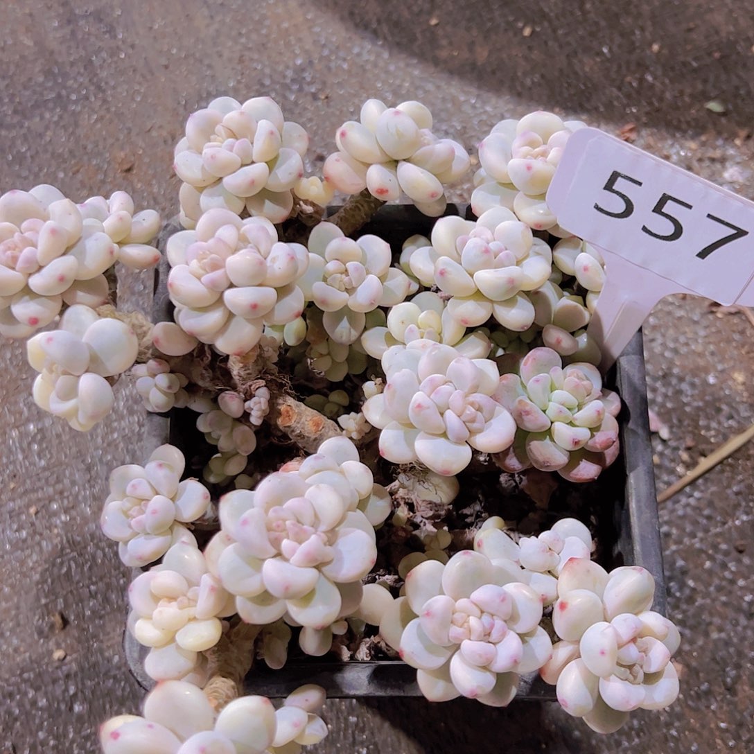 用****7557劳尔锦58元元元