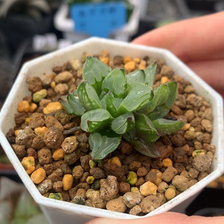 6号圣诞蜡烛一物一拍