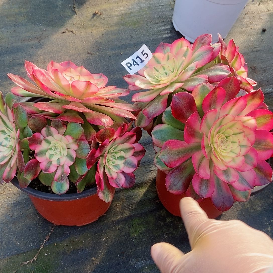 红陶415，2颗5冠服15.6