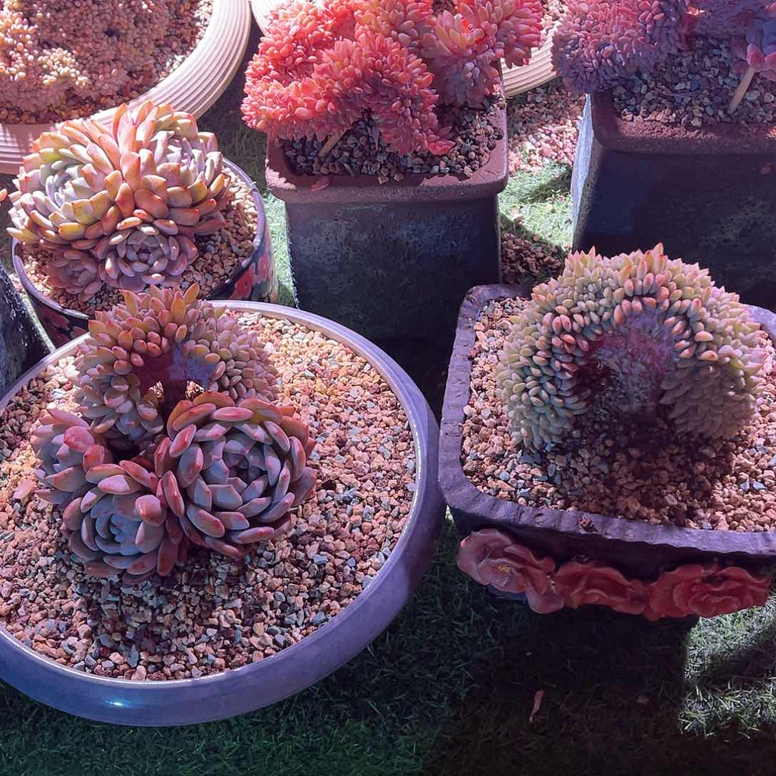 丫****8橙梦露缀化两颗脱土