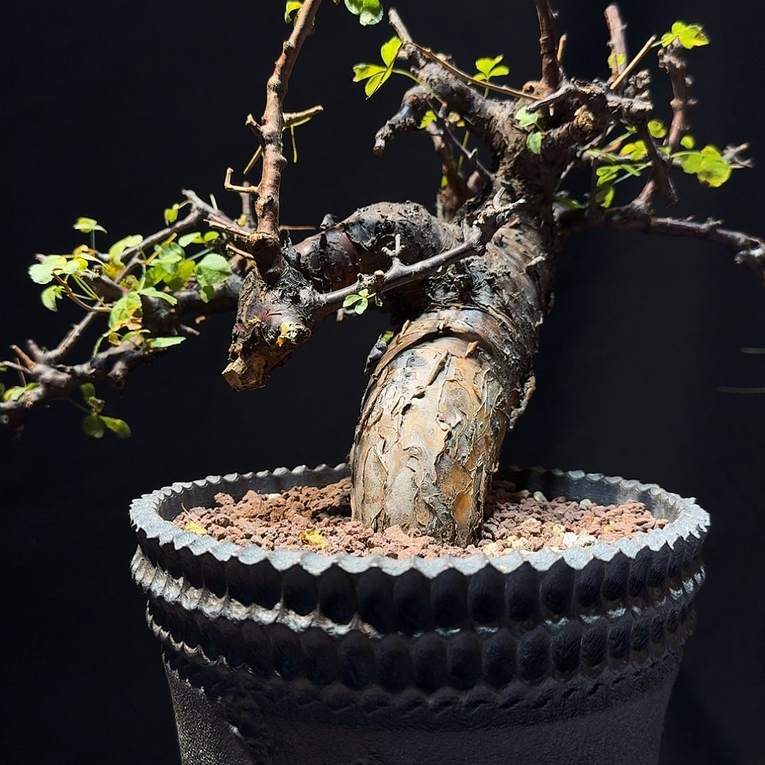 椿日块根橄榄一物一拍商品链接