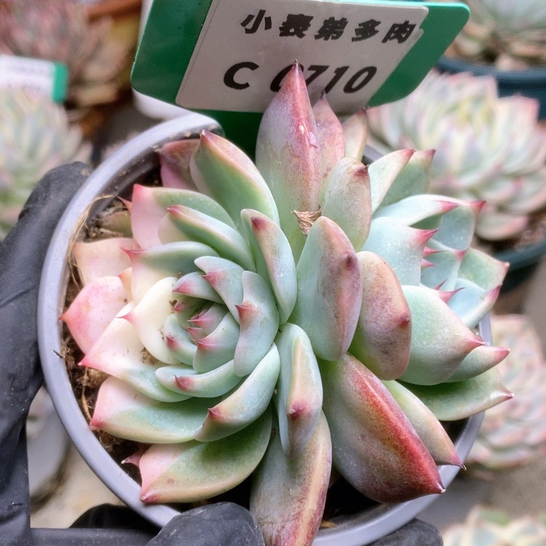 710锦锦锦锦锦锦锦