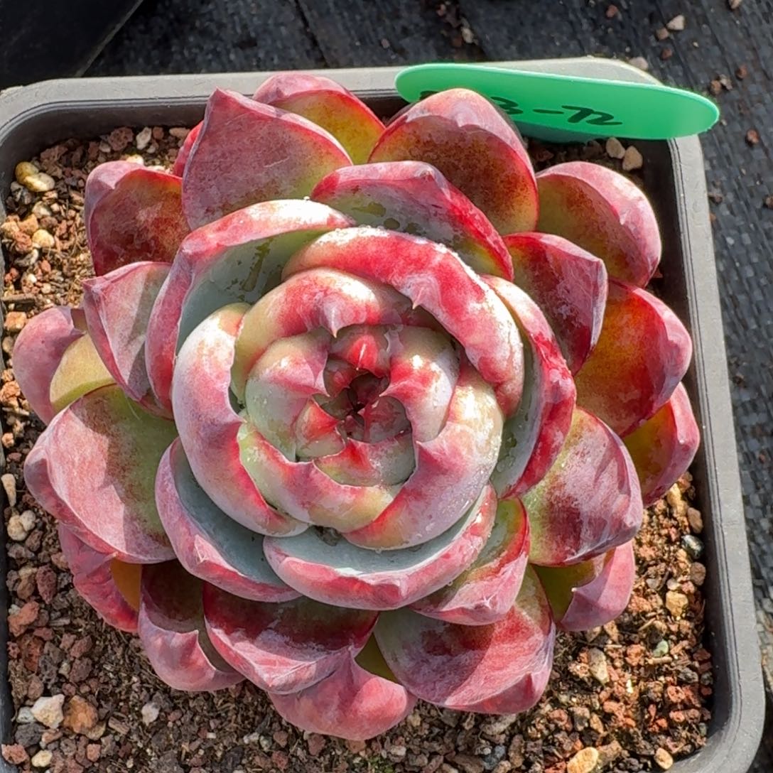 从前慢多肉精选编号0103.72