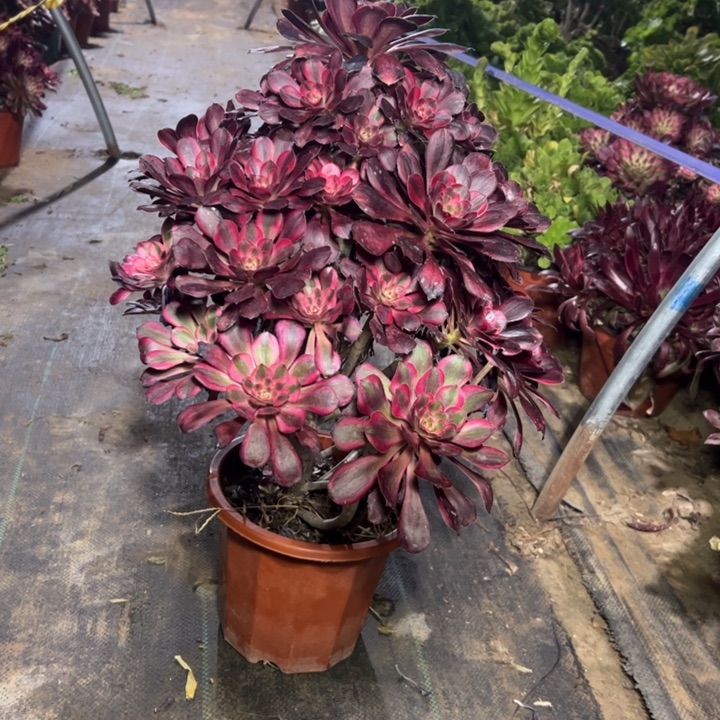 12丽娜多肉多肉多肉多肉