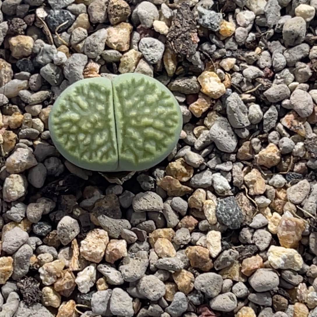 4115绿菊1尺寸1.5