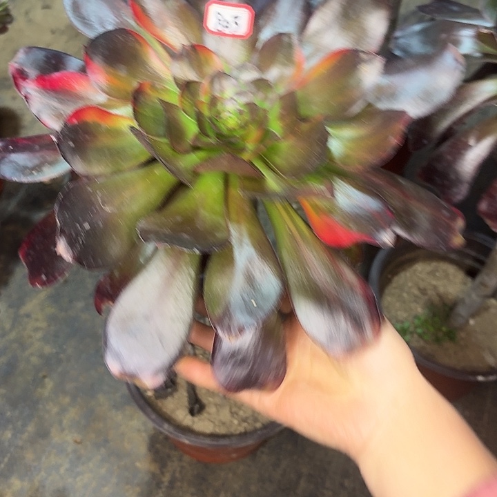 巫毒七彩803多肉植物