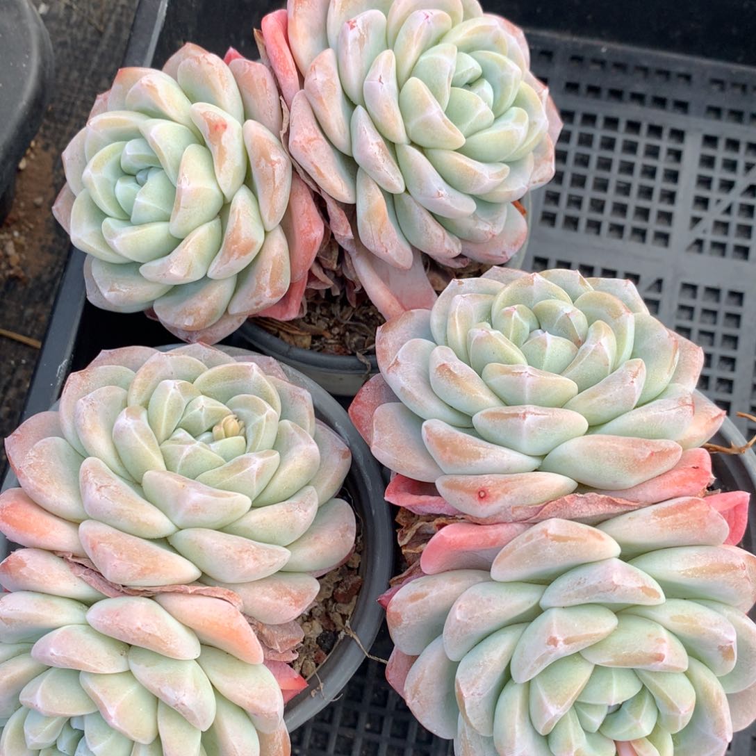 双头暗纹老桩冰玉三颗0215-118