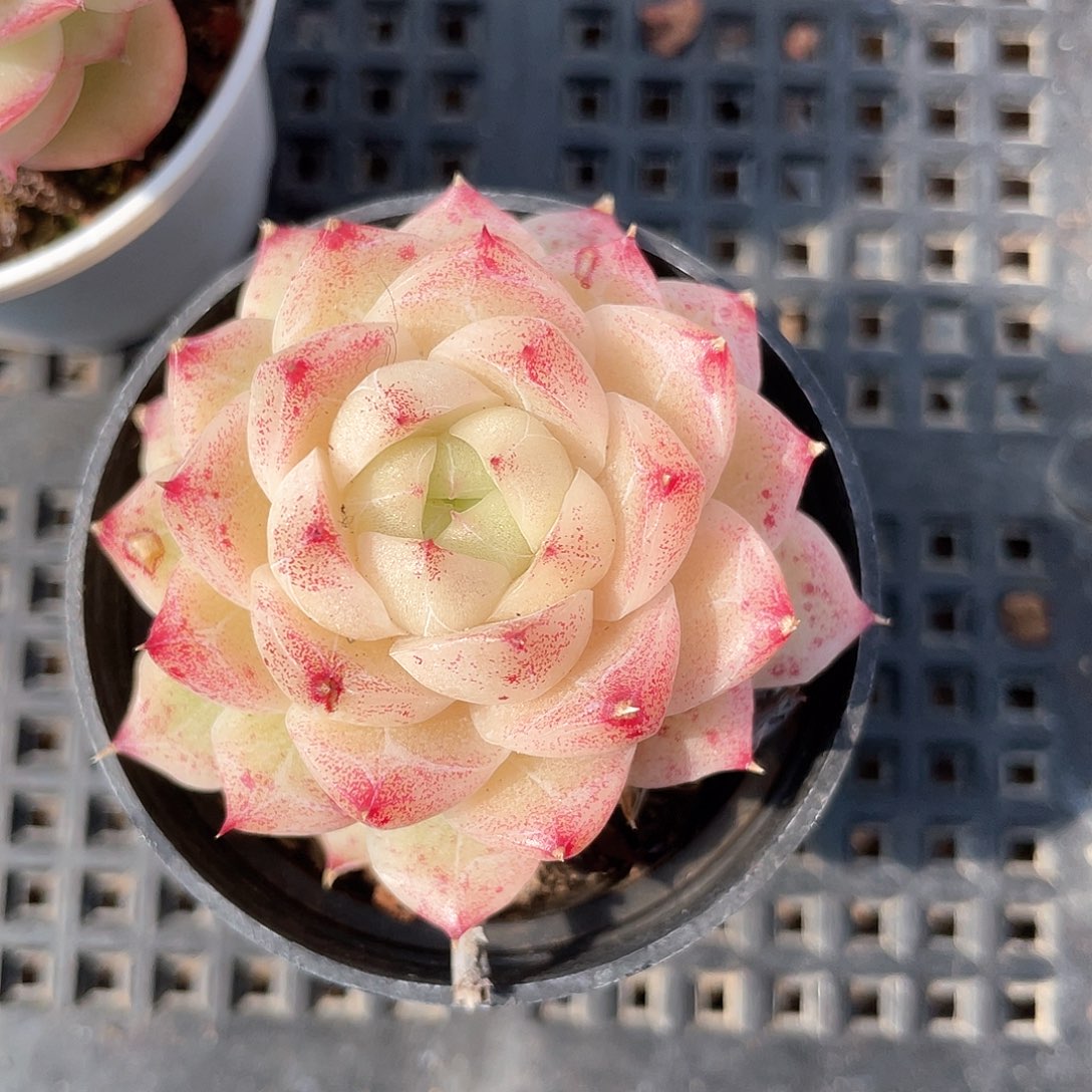 优选麦秆福利832