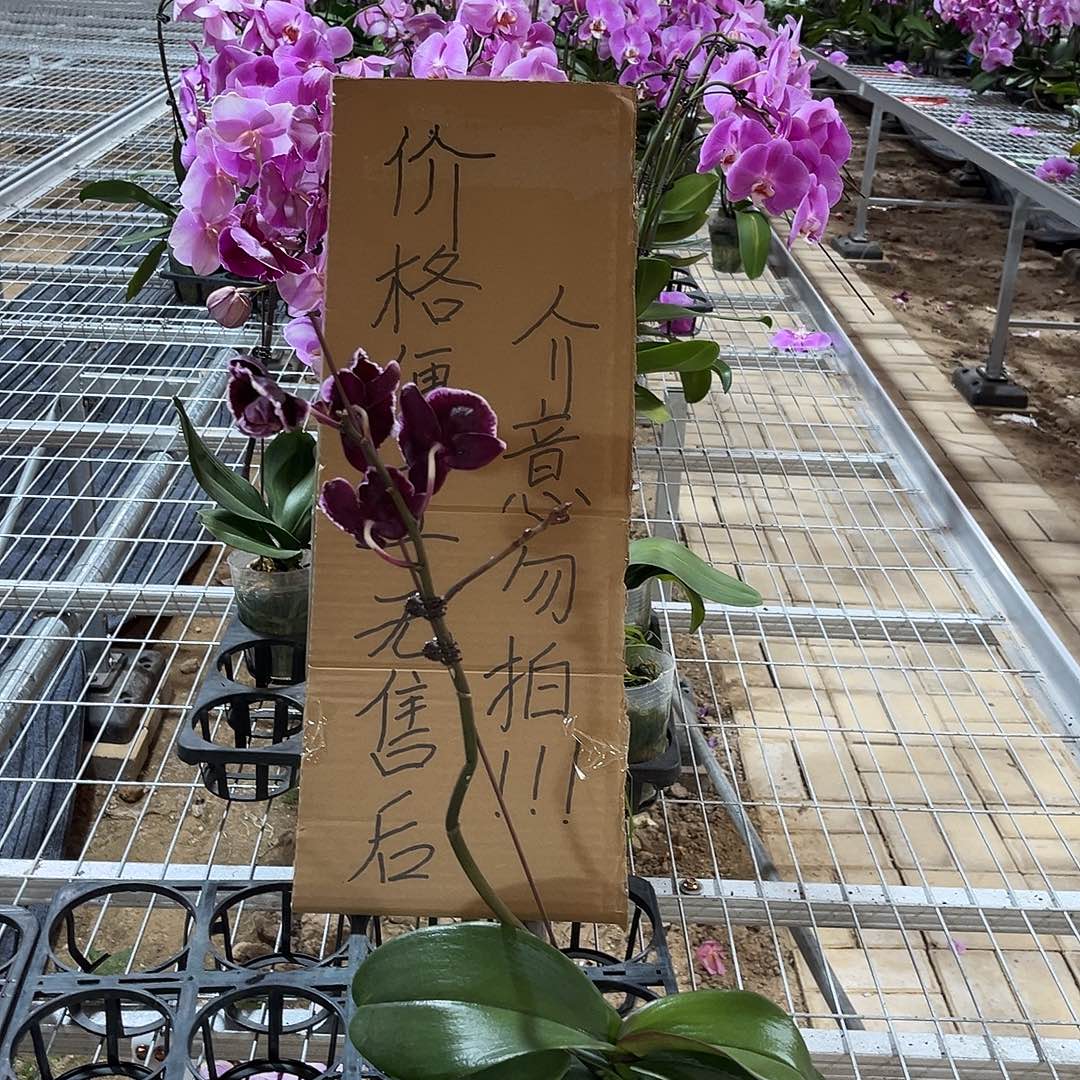 f***5完全开放蝴蝶兰1个 不售后