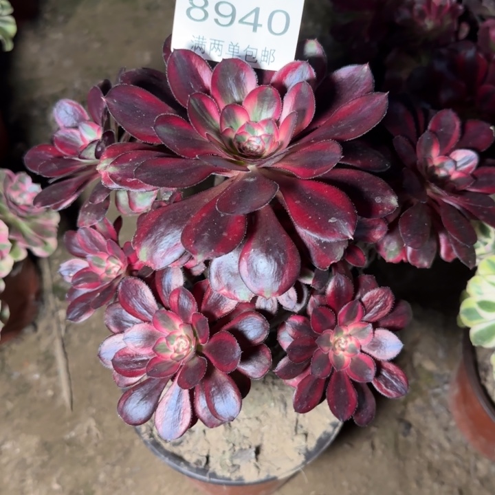 8940香奈多肉植物