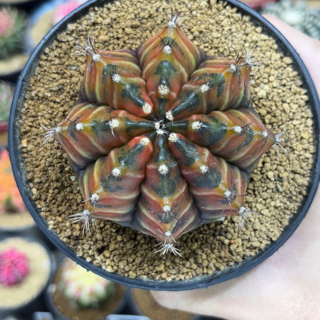 sepia B 实生根全品————