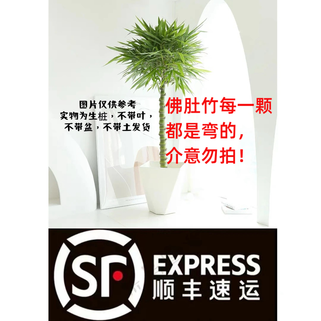 佛肚竹盆景绿植好栽好养生桩竹子龙鳞竹