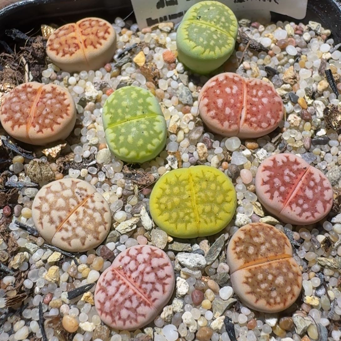 ZzzZ生石花肉锥2267