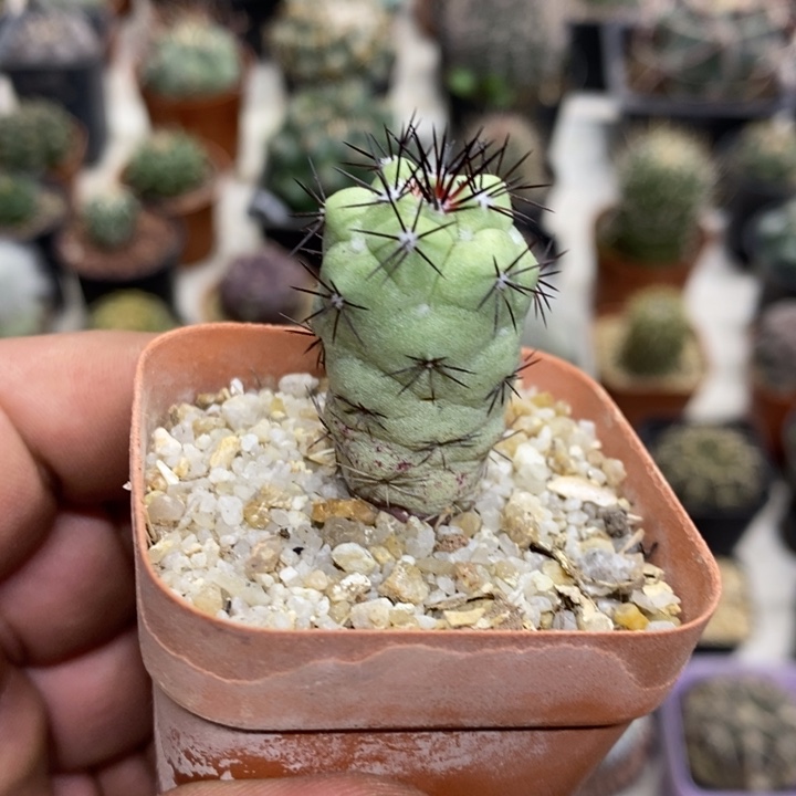 黑刺帝王丸特价包邮