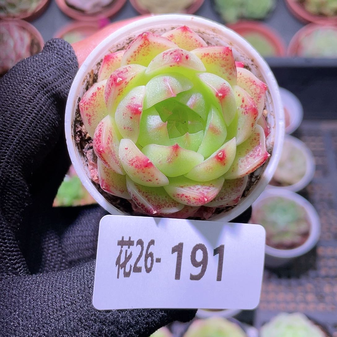 花利美26-191海王