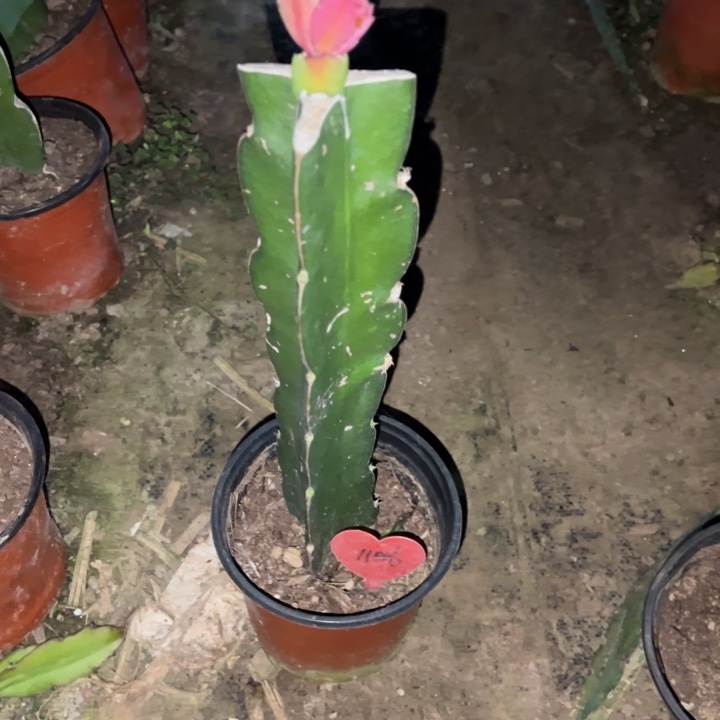 相****当前无花栽培后可以开花078  1106