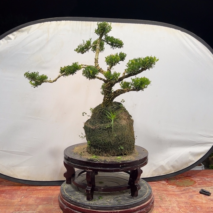 无花朵广东皱皮雀舌黄杨
