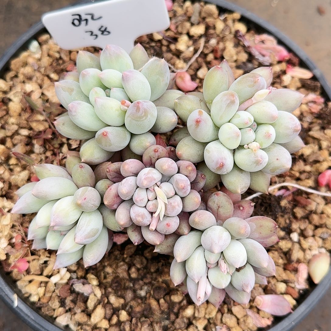 所罗门032号38         肉