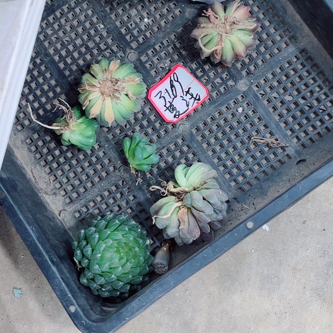 福利处理一勿一拍