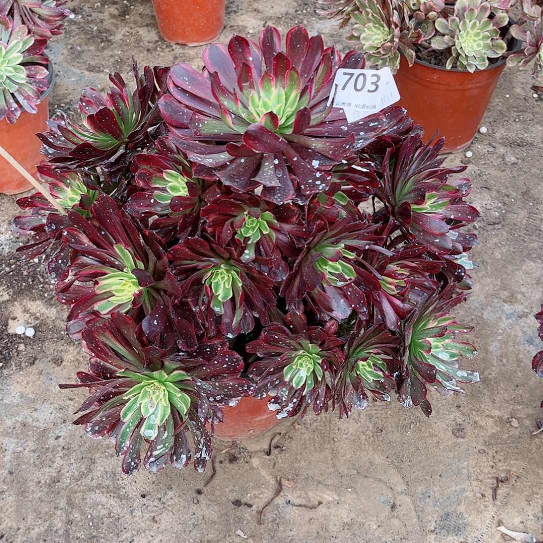 无花朵✨****✨多肉植物703