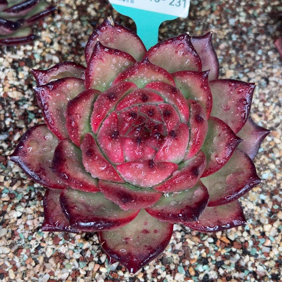 从前慢多肉精选编号0116.231