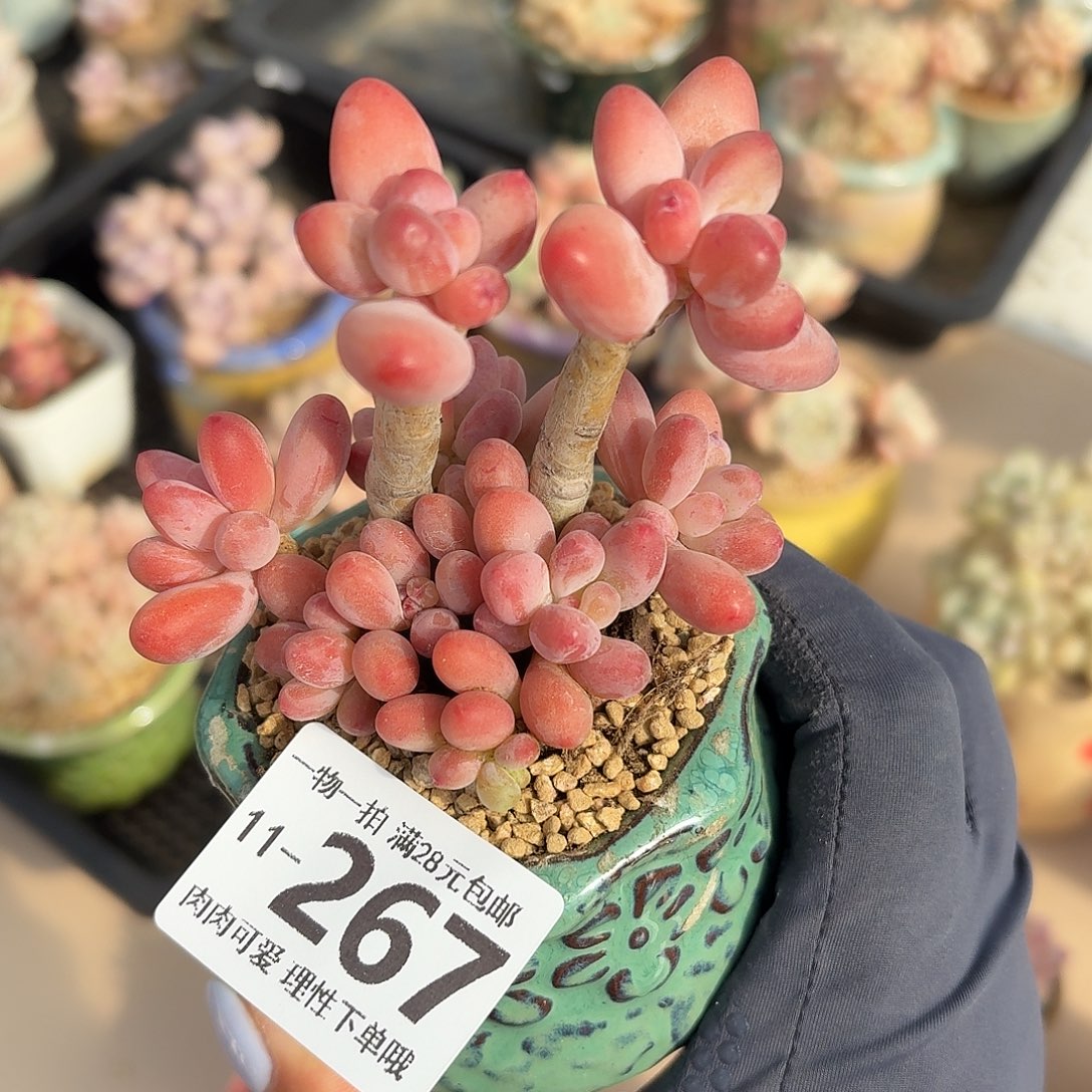 樱花奶无盆土发货无