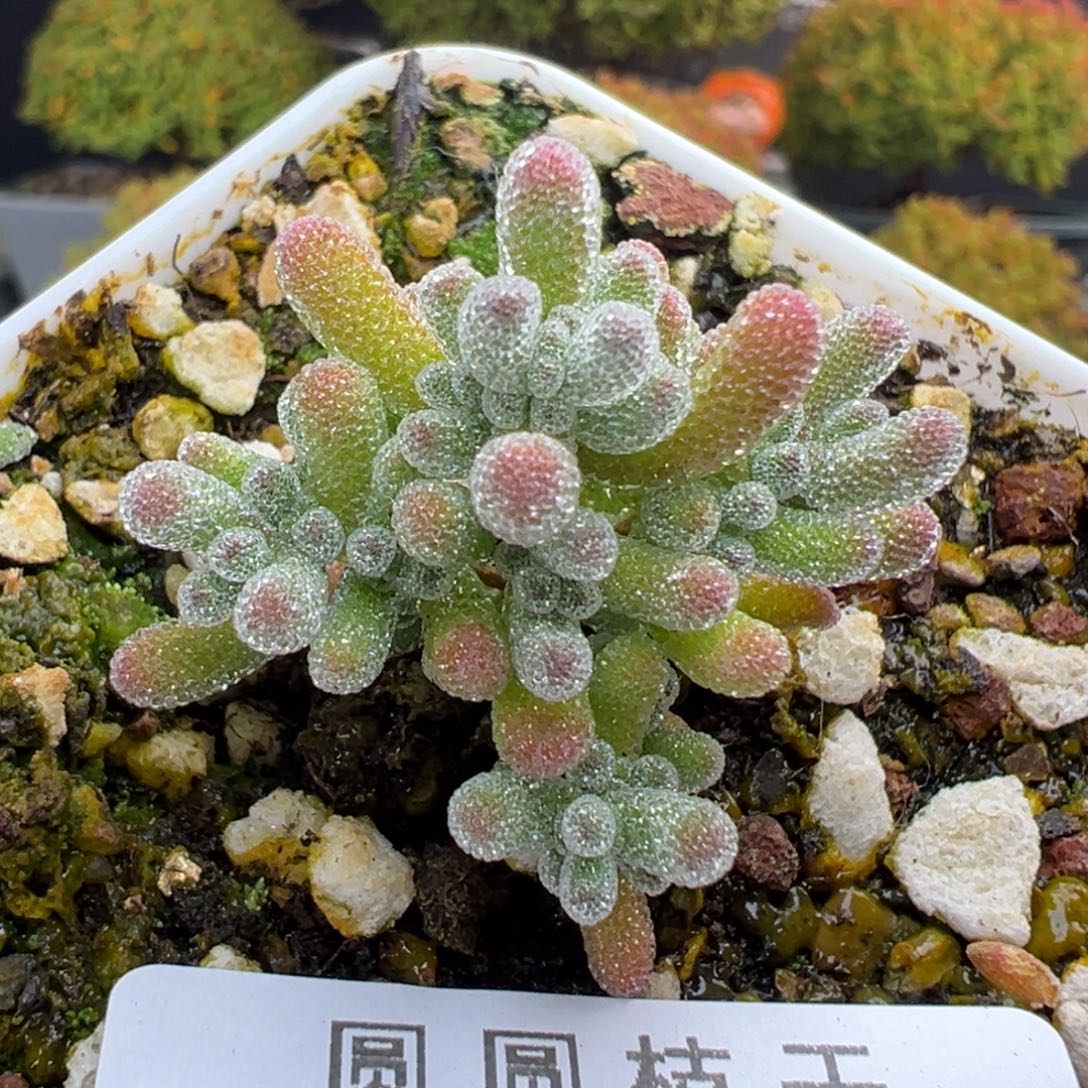 dy5612实生橙冰晶冠幅3cm