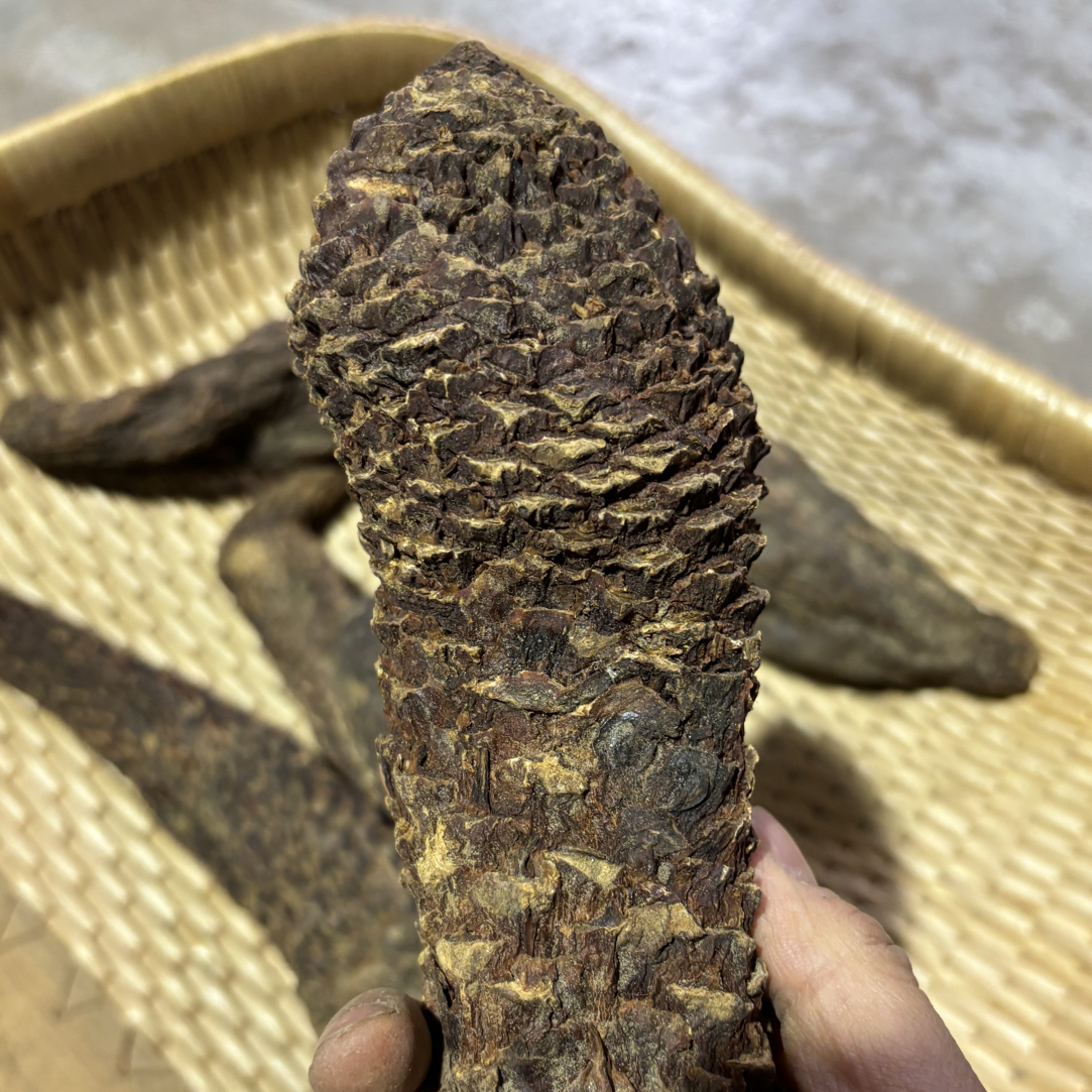 肉c 蓉  新疆沙漠肉c蓉  整根的 大小都有新疆大枣也有