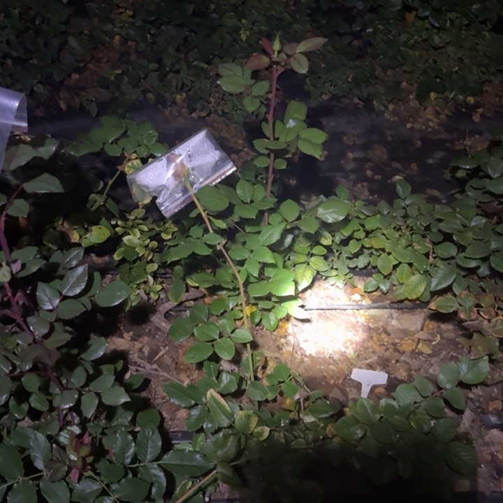 无花朵命运裸根接