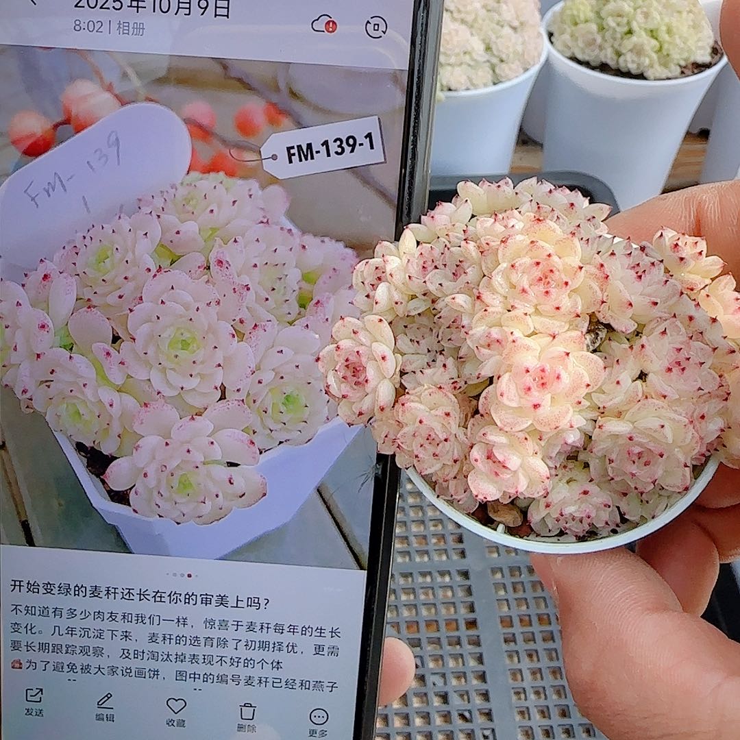 1230-19（fm-139-1）优选多肉
