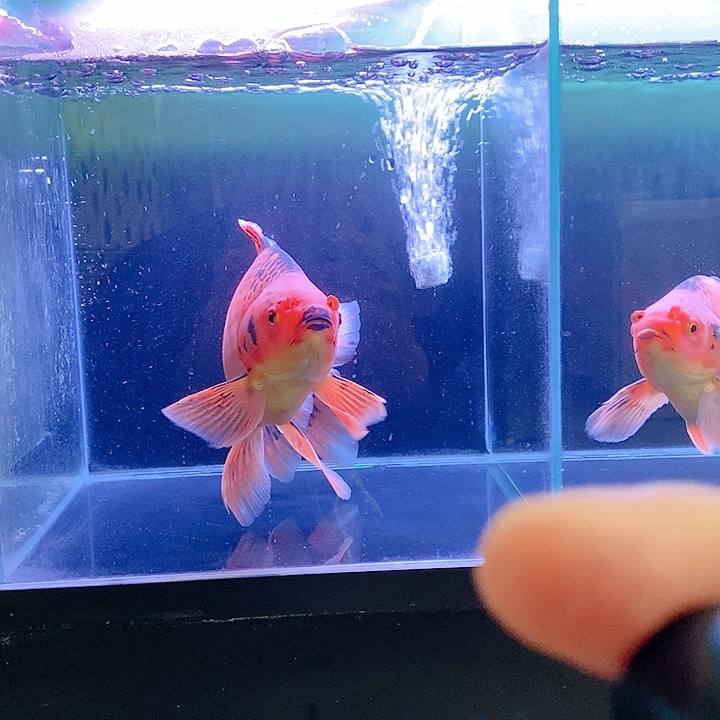 江***涛海水鱼墨蝶变异三色