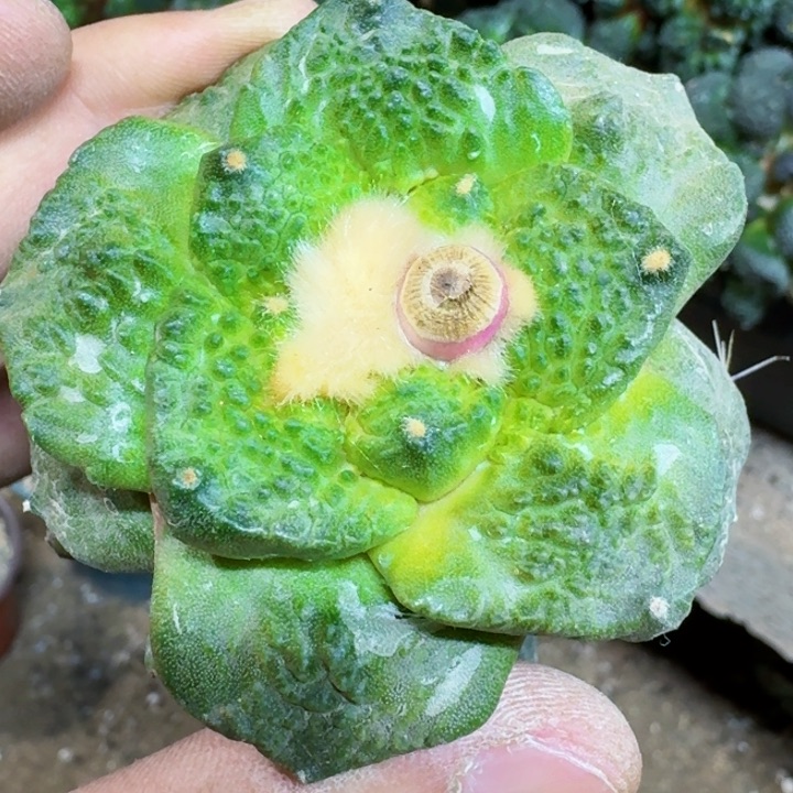 福利苗接大尤龟甲连771