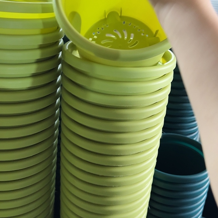 四季3个果绿无托10个微瑕