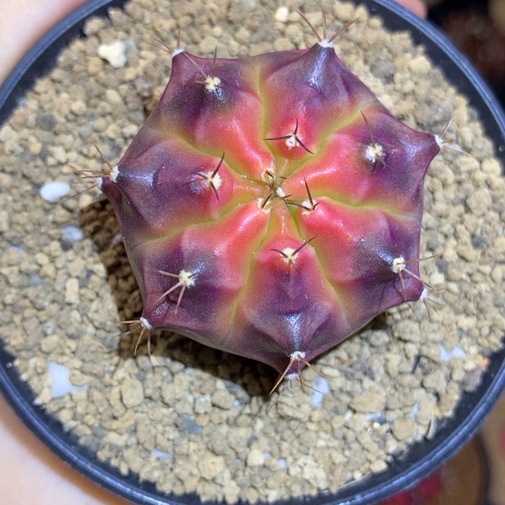 侧芽 米哈仙人球