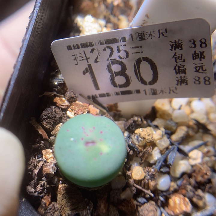 精品生石花225.180