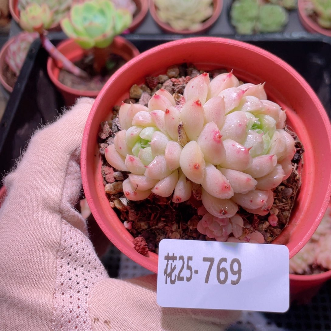花利美25-769麦秆