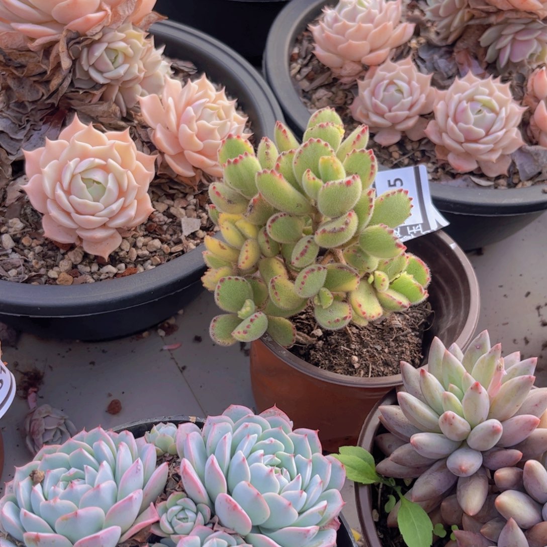 熊童子多肉植物2695