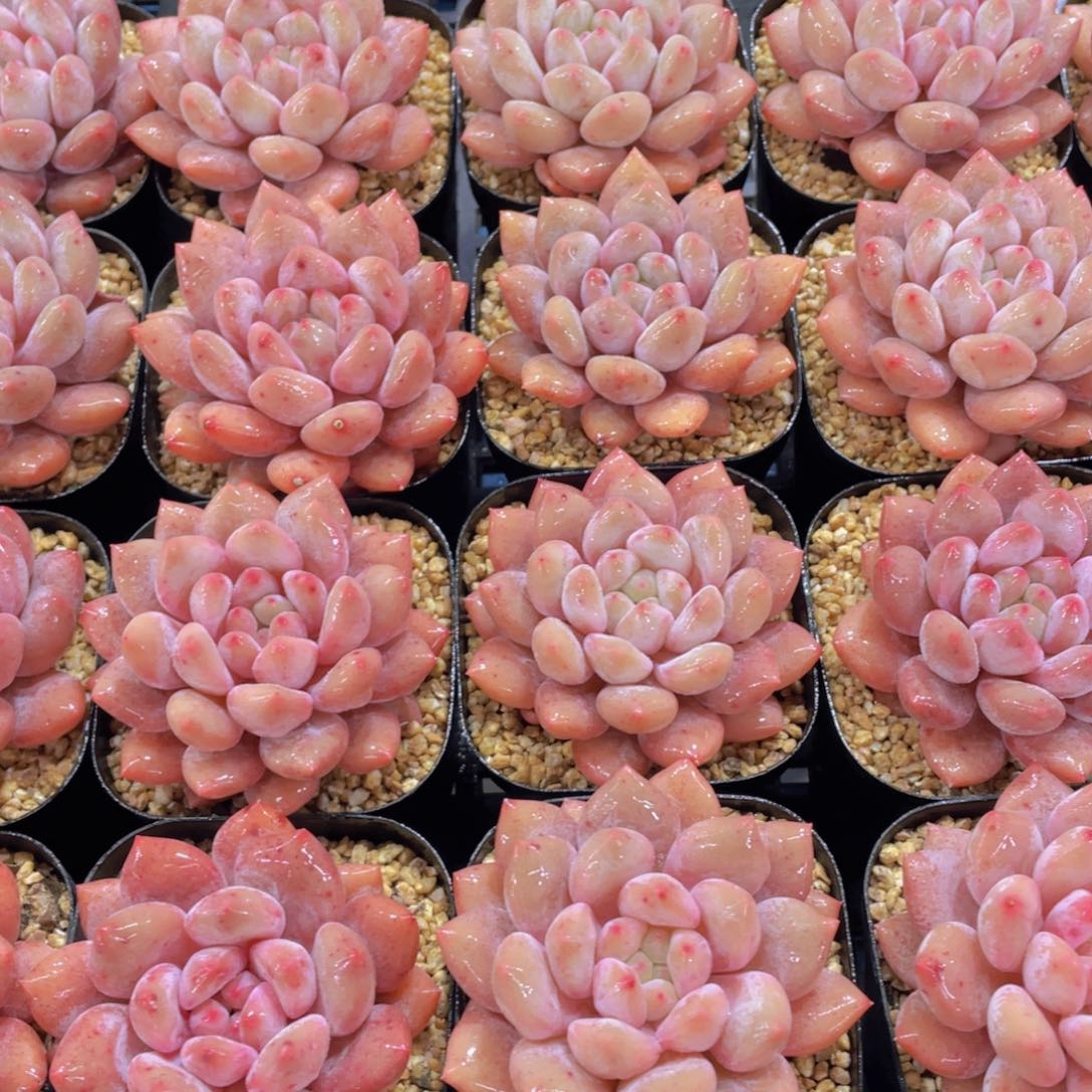 量拍14号 全状态精品奶油半夏单头一个