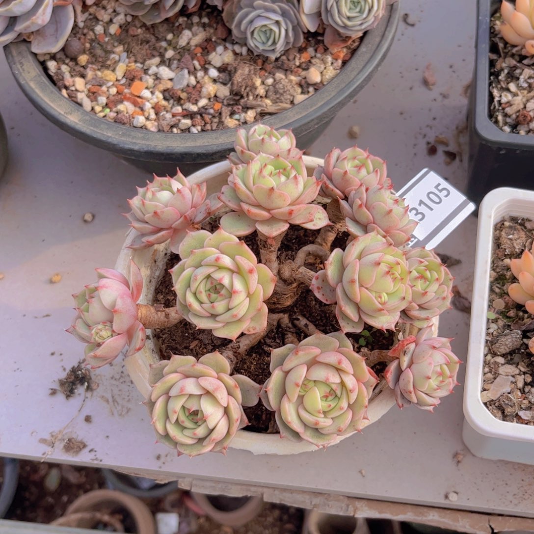 笨吧多肉植物13105