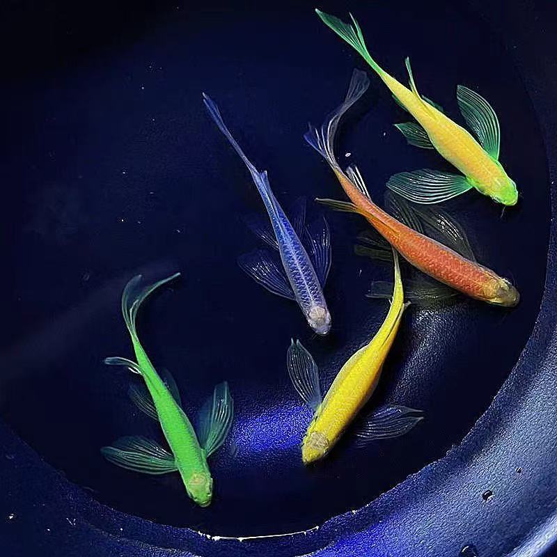 泡泡小鱼 蝶翼斑马