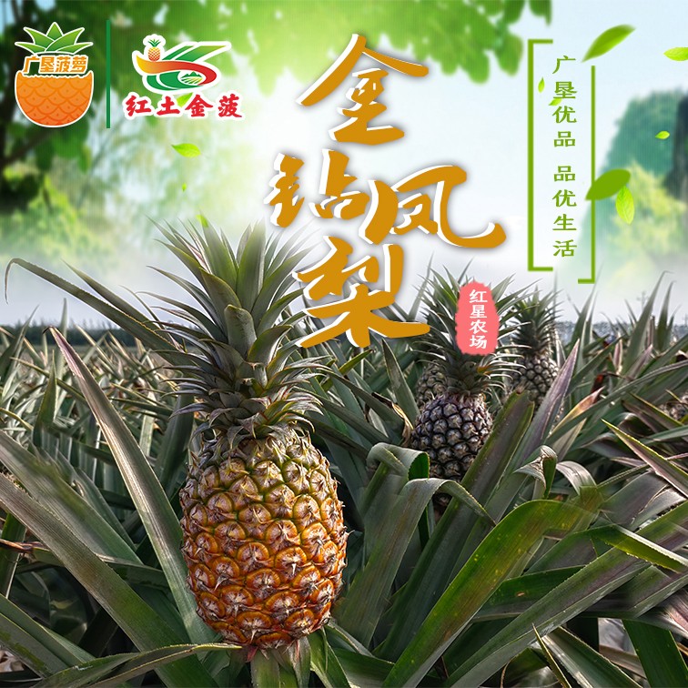 广东农垦红星农场红土金菠金钻凤梨台农17号精选大凤梨14斤装
