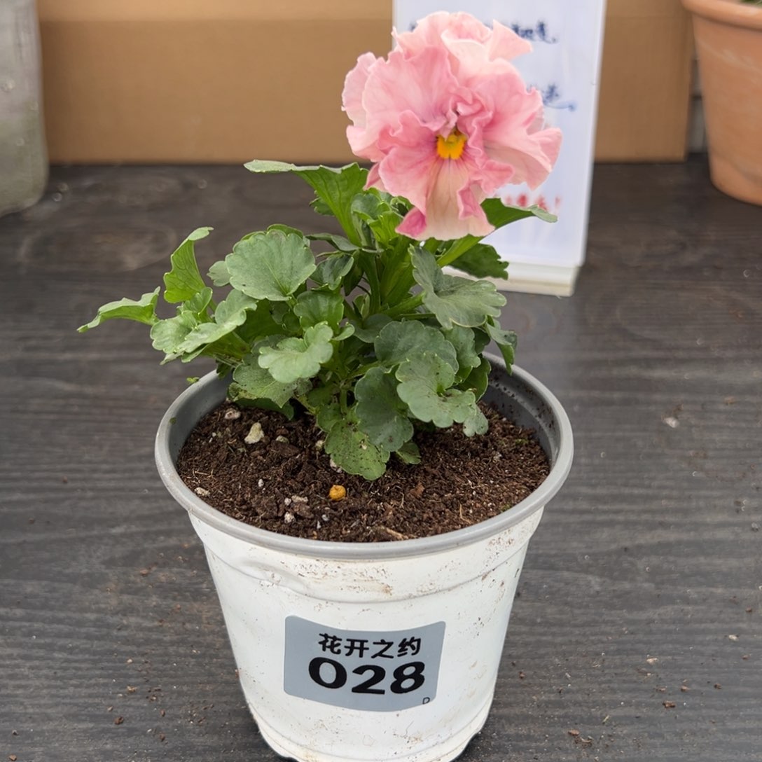 【闪购商品】完全开放028号玛丽琳