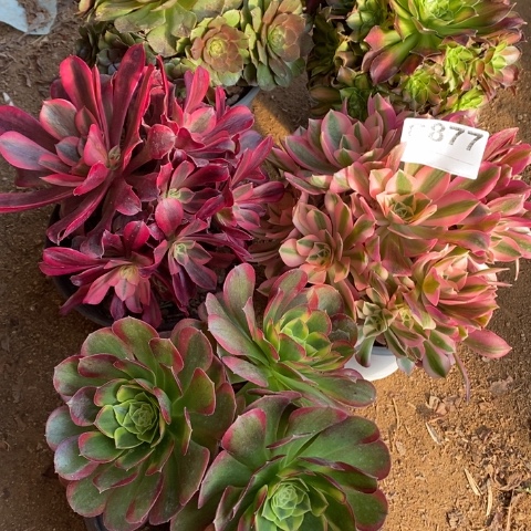 877五颗法师断枝不包