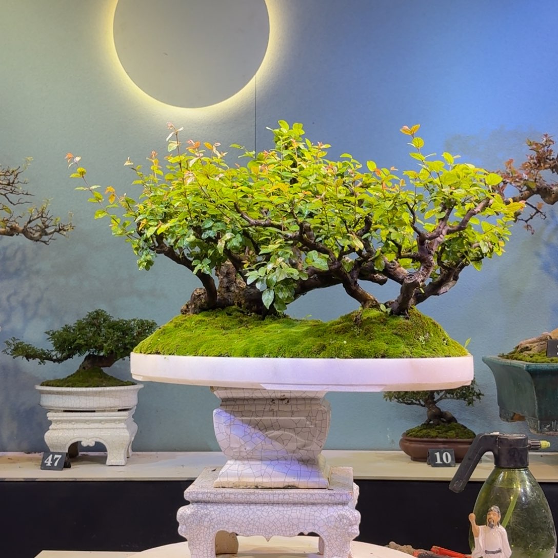 南***玩无花朵雀梅盆景一物一哦