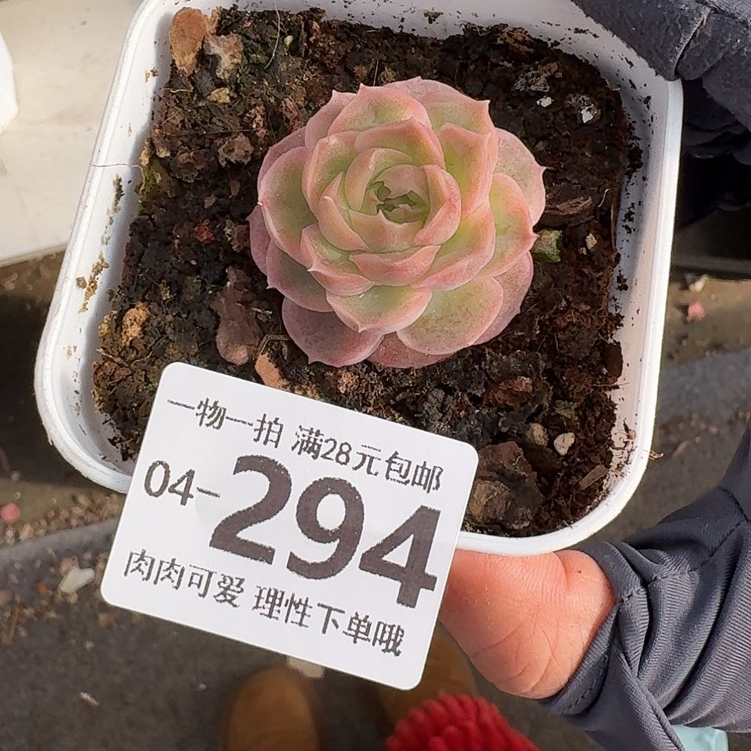 水晶虾饺无盆土发货无盆