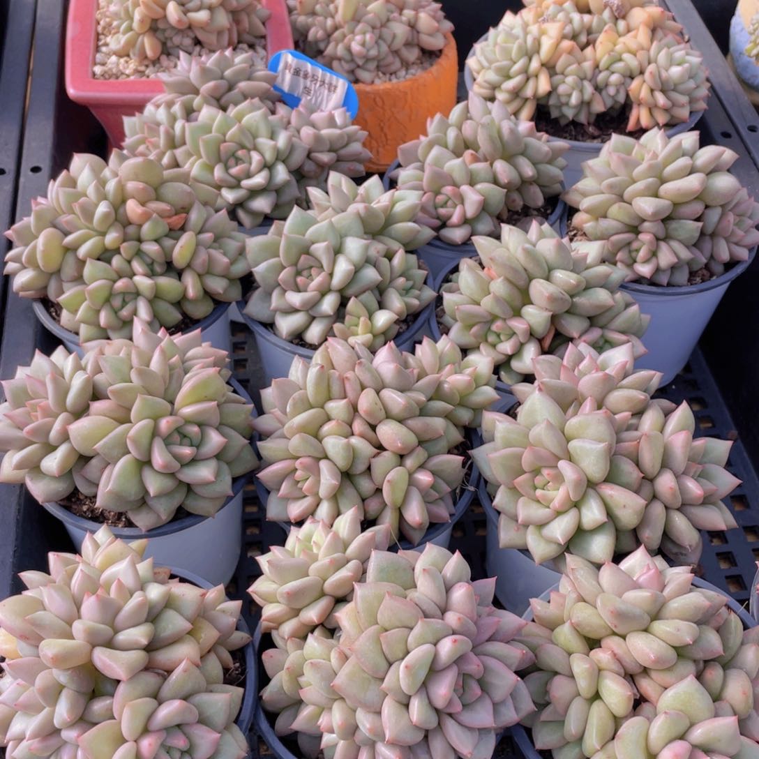 量拍41号 黄金象牙大群生一个