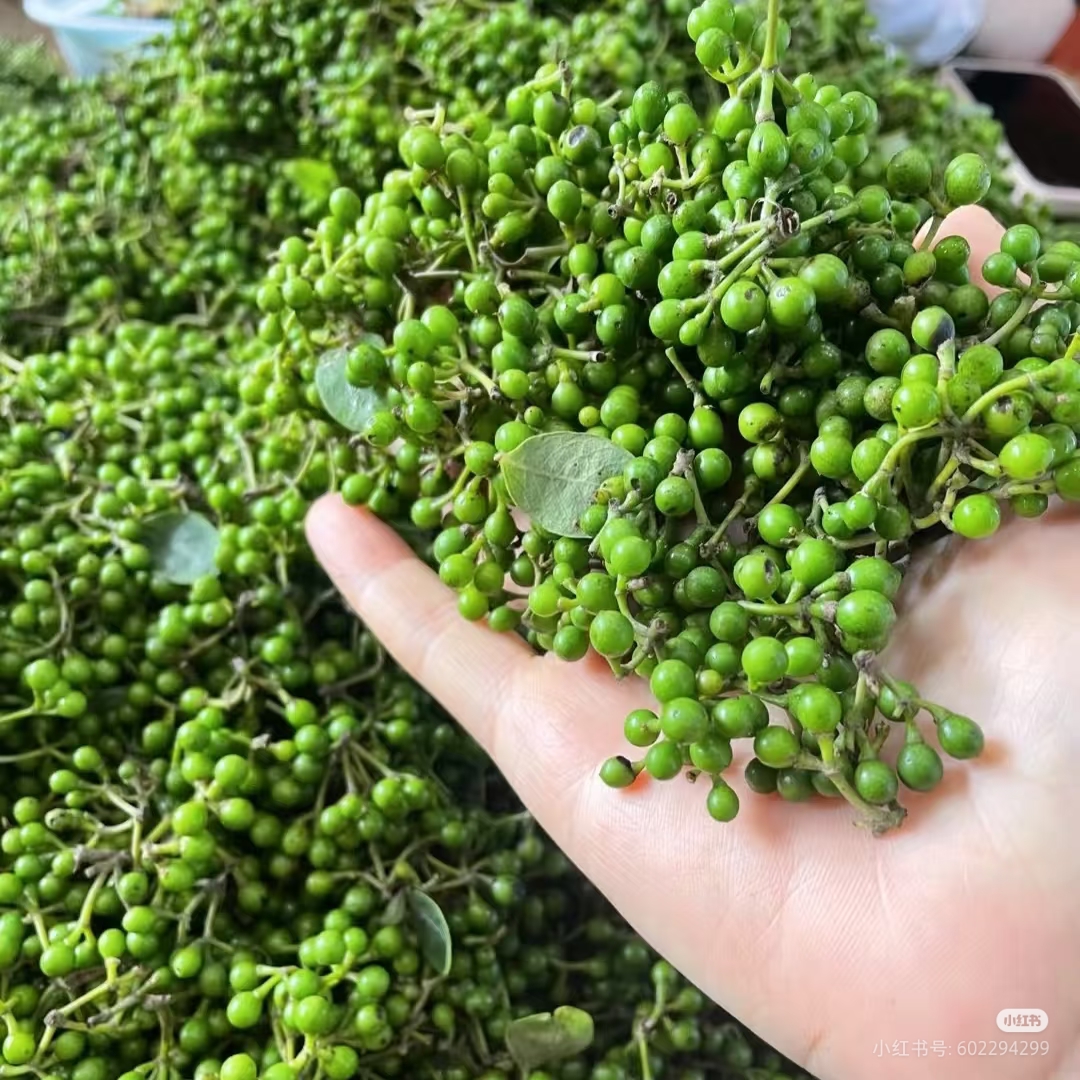 乡村山上生长，新鲜采摘的木姜子