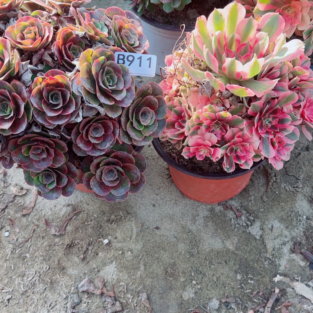 淡***福911两颗组合多肉植物法师