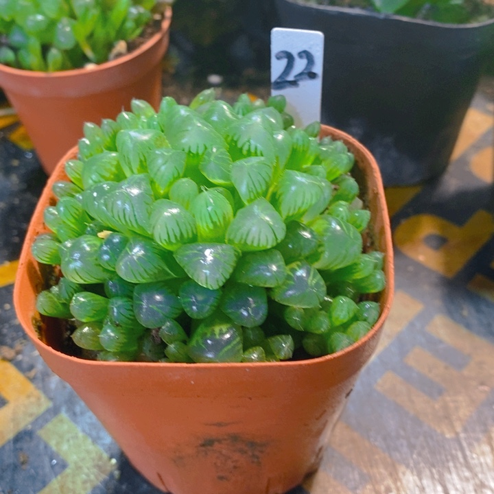 多头群生翡翠玉露